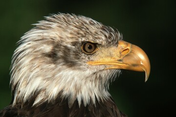 Young Bald Eagle (Haliaeetus leucocephalus), portrait