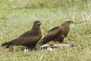 Hybrid Milan female, hybrids of red kites (Milvus milvus) and black kites (Milvus migrans) left,...