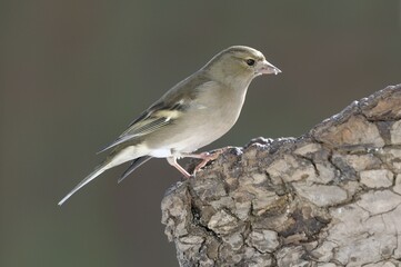 Female Chaffinch (Fringilla coelebs)