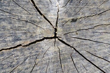 Old cracked tree trunk
