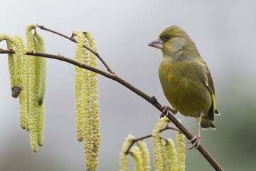 European greenfinch (Carduelis chloris), sitting on a hazelnut branch, Emsland, Lower Saxony, Germany, Europe