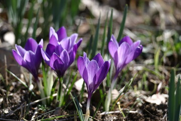 春の訪れを告げる花