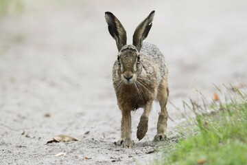 European hare (Lepus europaeus), running, Emsland, Lower Saxony, Germany, Europe