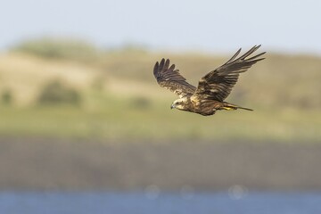 Flying Western marsh-harrier (Circus aeruginosus), female, Texel, North Holland, Netherlands
