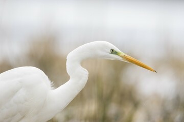 Great egret (Ardea alba), animal portrait, Hesse, Germany, Europe