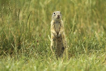 Suslik (Citellus citellus), standing attentively in meadow, Wachau, Lower Austria, Austria, Europe