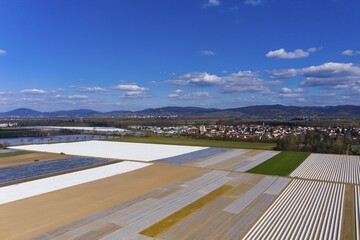 Asparagus cultivation, asparagus fields covered with white tarpaulin, Bergstrasse, Hesse, Germany, Europe