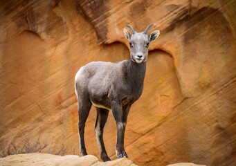 Desert bighorn sheep (Ovis canadensis nelsoni), young animal standing in front of red sandstone rocks, Rainbow Vista, Valley of Fire State Park, Nevada, USA, North America