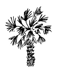 Black silhouette of a palm tree. Hand drawn vector simple drawing. Tropical nature, vegetation, plant.