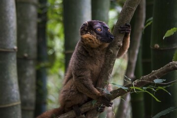 Common brown lemur (Eulemur fulvus), Nahampoina, Madagascar, Africa