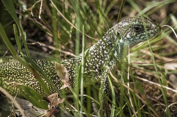 European green lizard (Lacerta viridian), female amongst grass, Brandenburg, Germany, Europe