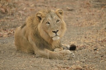 Asiatic Lion (Panthera leo persica), male, Gir Forest National Park, Gir Sanctuary, Gujarat, India, Asia