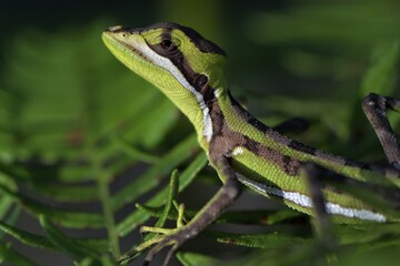 Brown Basilik (Basiliscus vittatus), immature, Corozal District, Belize,, Central America