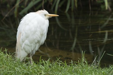 Cattle egret (Bubulcus ibis), captive, North Rhine-Westphalia, Germany, Europe