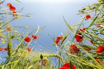 grain field with rye (Secale cereale) and poppy (Papaver), view from below, blue sky, Radebeul, Saxony, Germany, Europe