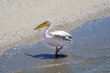 Great White Pelican (Pelecanus onocrotalus) in Walvis Bay, Namibia, Africa
