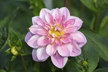 Schmuck-Dahlia, Da (Dahlia cultivar), variety Ilse, pink, Germany, Europe