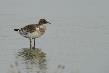 Black-headed gull (Larus ridibundus), chick, juvenile, Texel, The Netherlands, Europe
