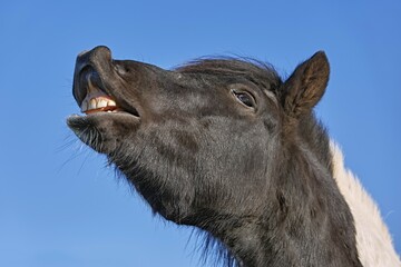 Icelandic horse (Equidae), flehming, Hvammstanga, Iceland, Europe