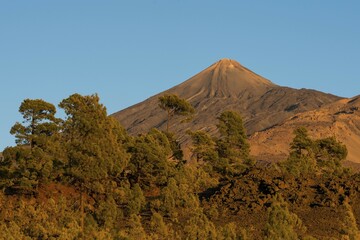 Canary pine (Pinus canariensis) in front of the Teide volcano, Teide National Park, Canary Islands,...