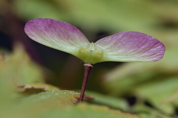 Japanese Maple, fruit (Acer palmatum)