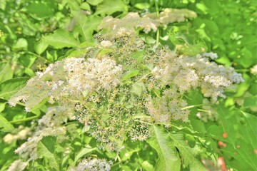 Elder (Sambucus), elderflower creative, Germany, Europe