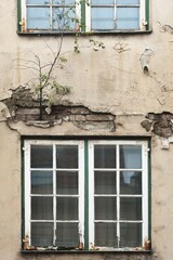 Obraz premium Tree growing out of a wall of a dilapidated house, with dilapidated windows below and above, Lübeck, Schleswig-Holstein, Germany, Europe