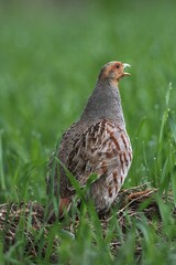 Partridge (Perdix perdix), male calling, Lower Austria, Austria, Europe