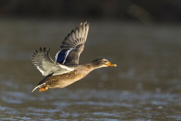 Mallard (Anas platyrhynchos), female in flight, North Hesse, Hesse, Germany, Europe