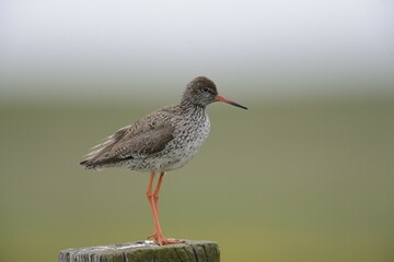 Redshank (Tringa totanus) perched on a post, Buren, Ameland, The Netherlands, Europe
