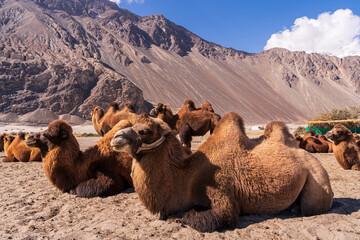 A herd of camels in the northern desert of India. Traveling to leh Ladakh, India.