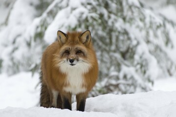 Fototapeta premium Fox (Vulpes) in snow, captive, Trones, Norway, Europe