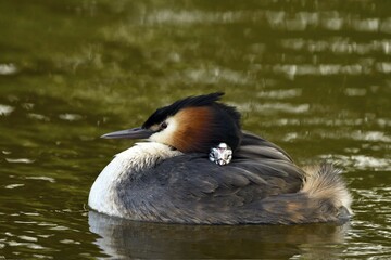 Great crested grebe (Podiceps cristatus) with chick on back, Texel, North Holland, Netherlands