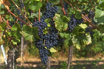 Fototapeta premium Ripe blue grapes on vines, Kenzingen-Hecklingen, Baden-Württemberg, Germany, Europe