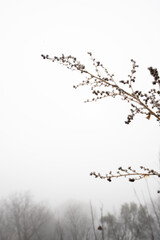 winter frame. Plants and trees around that are lost in the mist, copyspace in between. Frame for winter season invitations