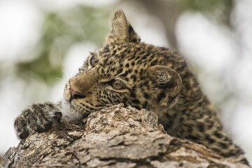 Leopard (Panthera pardus) Kitten on tree, Mashatu Game Reserve, Tuli Block, Botswana, Africa