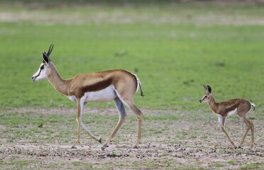 Springboks (Antidorcas marsupialis), ewe with newborn lamb, during the rainy season in green surroundings, Kalahari Desert, Kgalagadi Transfrontier Park, South Africa, Africa