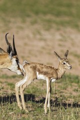 Springboks (Antidorcas marsupialis), ewe cleans newborn lamb, during the rainy season in green surroundings, Kalahari Desert, Kgalagadi Transfrontier Park, South Africa, Africa