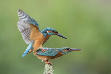 Kingfishers (Alcedo atthis) mating, Hesse, Germany, Europe