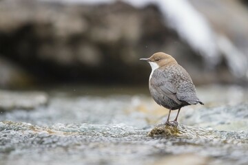 White-throated Dipper (Cinclus cinclus) on stone in the mountain stream, Stubai Valley, Tyrol, Austria, Europe