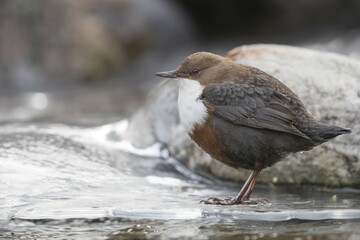 White-throated Dipper (Cinclus cinclus) sits on ice, Stubai Valley, Tyrol, Austria, Europe