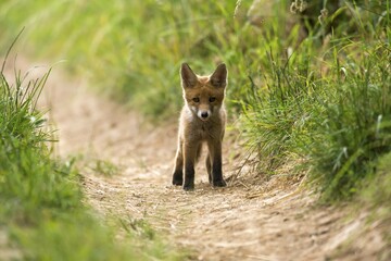 Young red fox (Vulpes vulpes) standing on path, Young Animal, Puppy, Baden-Württemberg, Germany, Europe