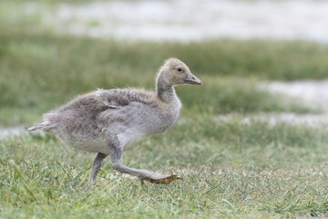 Young greylag goose (Anser anser), National Park Neusiedler See, Seewinkel, Burgenland, Austria, Europe