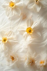 Obraz premium Delicate Daffodils in Soft Light