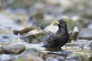 European Starling (Sturnus vulgaris) bathing in creek, Hesse, Germany, Europe