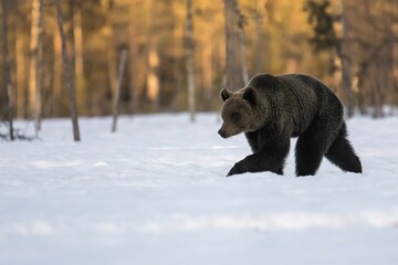 Brown Bear (Ursus arctos), male, walking in snow, Ruhtinansalmi region, Finland, Europe