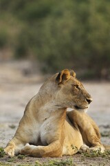 Lion (Panthera leo), resting female, Chobe National Park, Botswana, Africa