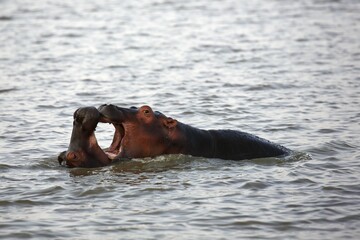 Fototapeta premium Young hippos playing (Hippopatamus amphibius) in the water, iSimangaliso Wetland Park, National Park, Kwazulu Natal, South Africa, Africa