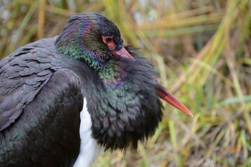 Naklejka premium Black Stork (Ciconia nigra), Portrait, captive, Bavaria, Germany, Europe