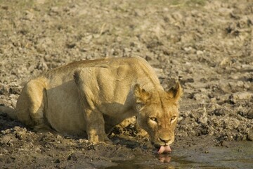 Lion (Panthera leo), drinking lioness at a waterhole, Chobe National Park, Botswana, Africa